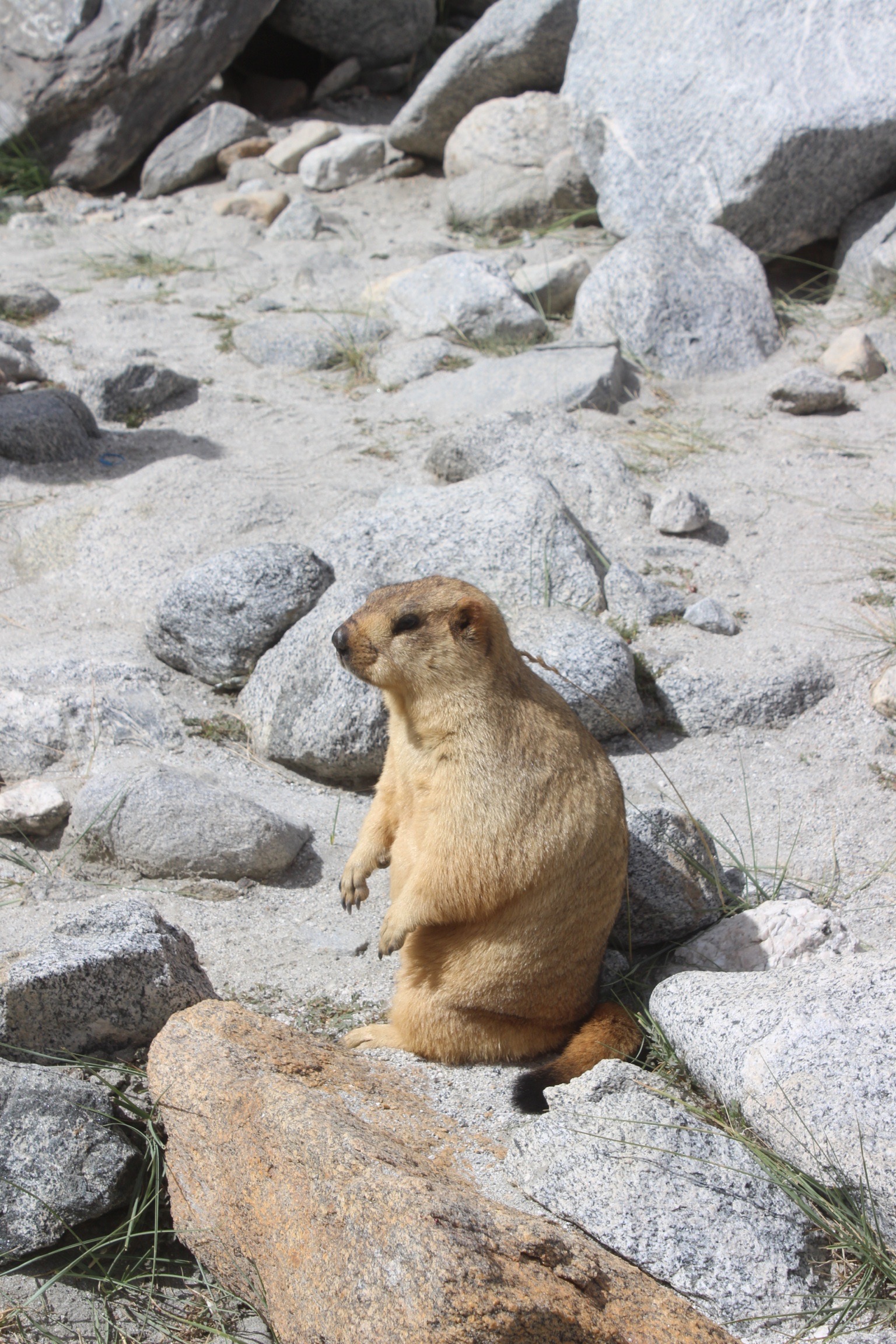 Marmot in the mountains near Ladakh